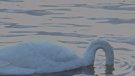 white swan bird animal on the lake river back side view