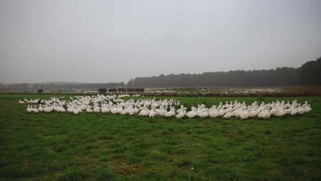 jib up to reveal outdoor many ducks in a large poultry field in the uk