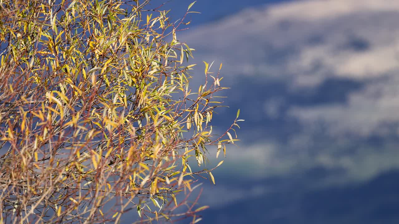 A tree sways gently against a blurred mountainous backdrop in Queenstown, New Zealand. Warm lighting enhances the tranquil atmosphere
