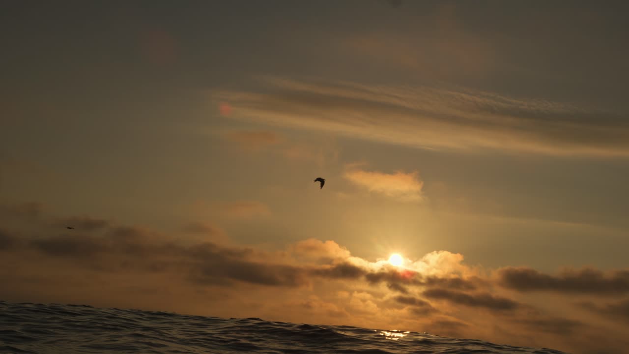 Slow motion shot from sea level showing waves and a bird flying across the sky with the setting sun behind, in Domburg, Netherlands