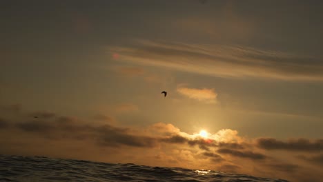 slow motion shot from sea level showing waves and a bird flying across the sky with the setting sun behind, in domburg, netherlands