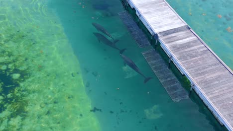 pod of dolphins swimming in a dolphinarium at the dolphin island park in punta cana, dominican republic