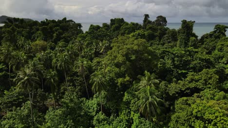 Antena-A-Vista-De-Pájaro-Por-Encima-De-Palmera-Isla-Paraíso-Exuberante-Follaje-Desierto