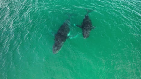 two humpback whales spouting water to breathe on sea surface in nsw, australia. - aerial shot