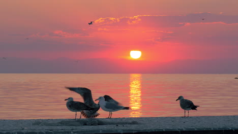 seagulls and sunset over sea