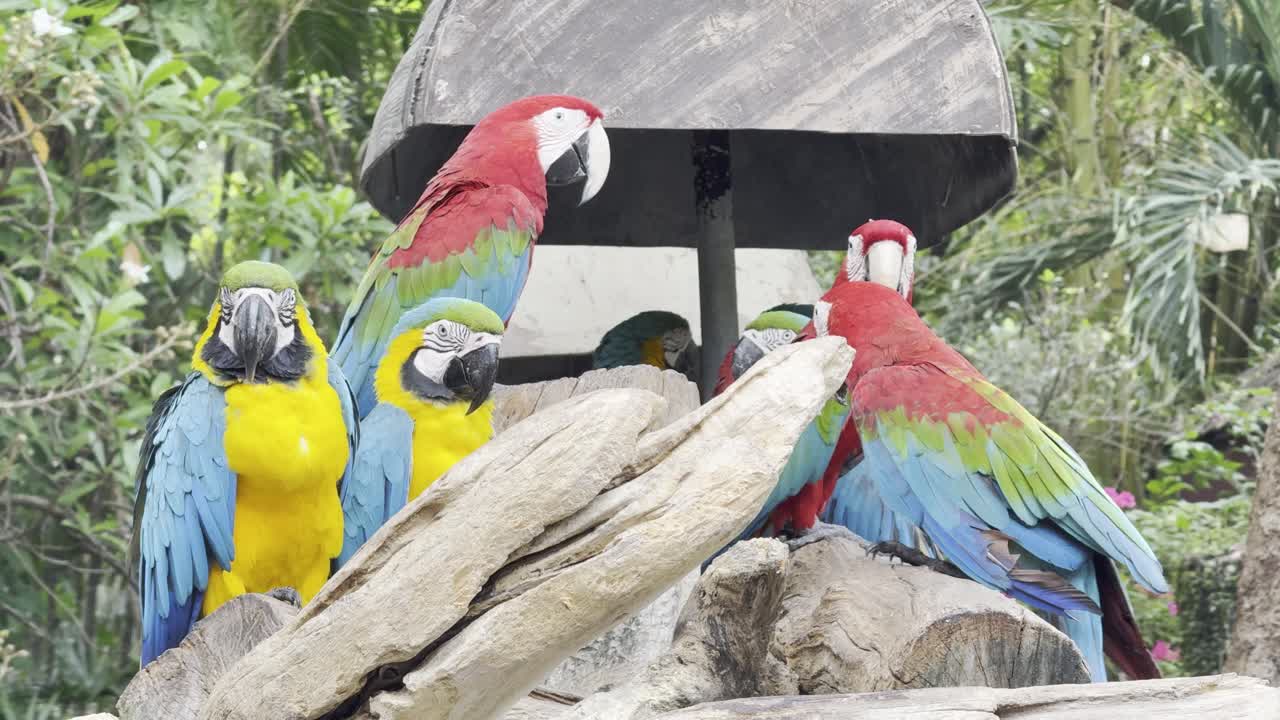 colorful parrot Species - Blue-and-Gold Macaw