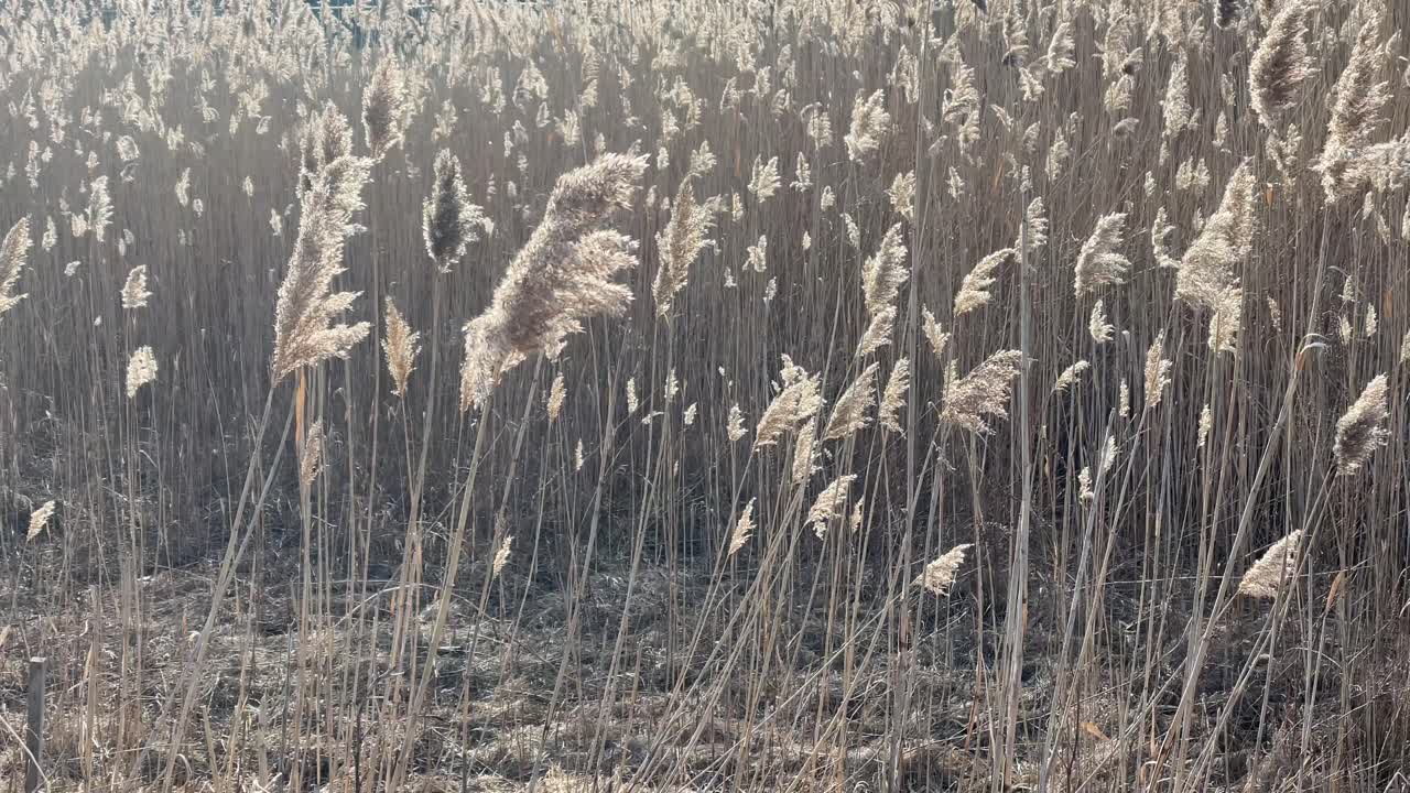 collective tall grass with fluffy top seeds - grass in wetlands cinematic slo-mo - slow motion of wheat blowing in wind - farmland with wheat and grass for agriculture