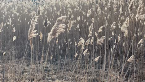 Kollektives-Hohes-Gras-Mit-Flauschigen-Spitzensamen---Gras-In-Feuchtgebieten-Filmische-Zeitlupe---Zeitlupe-Von-Weizen,-Der-Im-Wind-Weht---Ackerland-Mit-Weizen-Und-Gras-Für-Die-Landwirtschaft