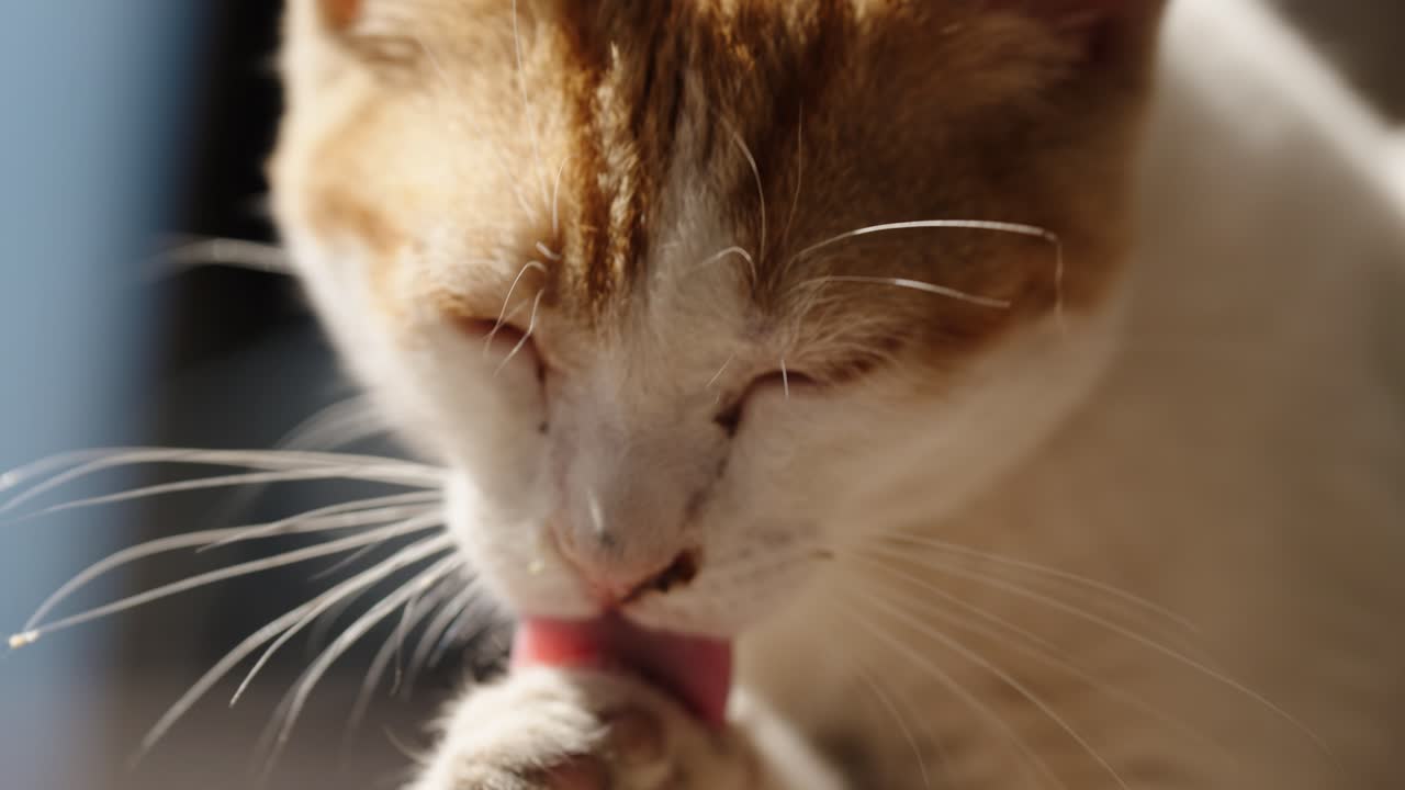 A cat licks its paw while grooming in the sunlit medina of Marrakech
