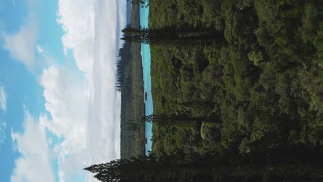 columnar pine tree forest on isle of pines, new caledonia, vertical format