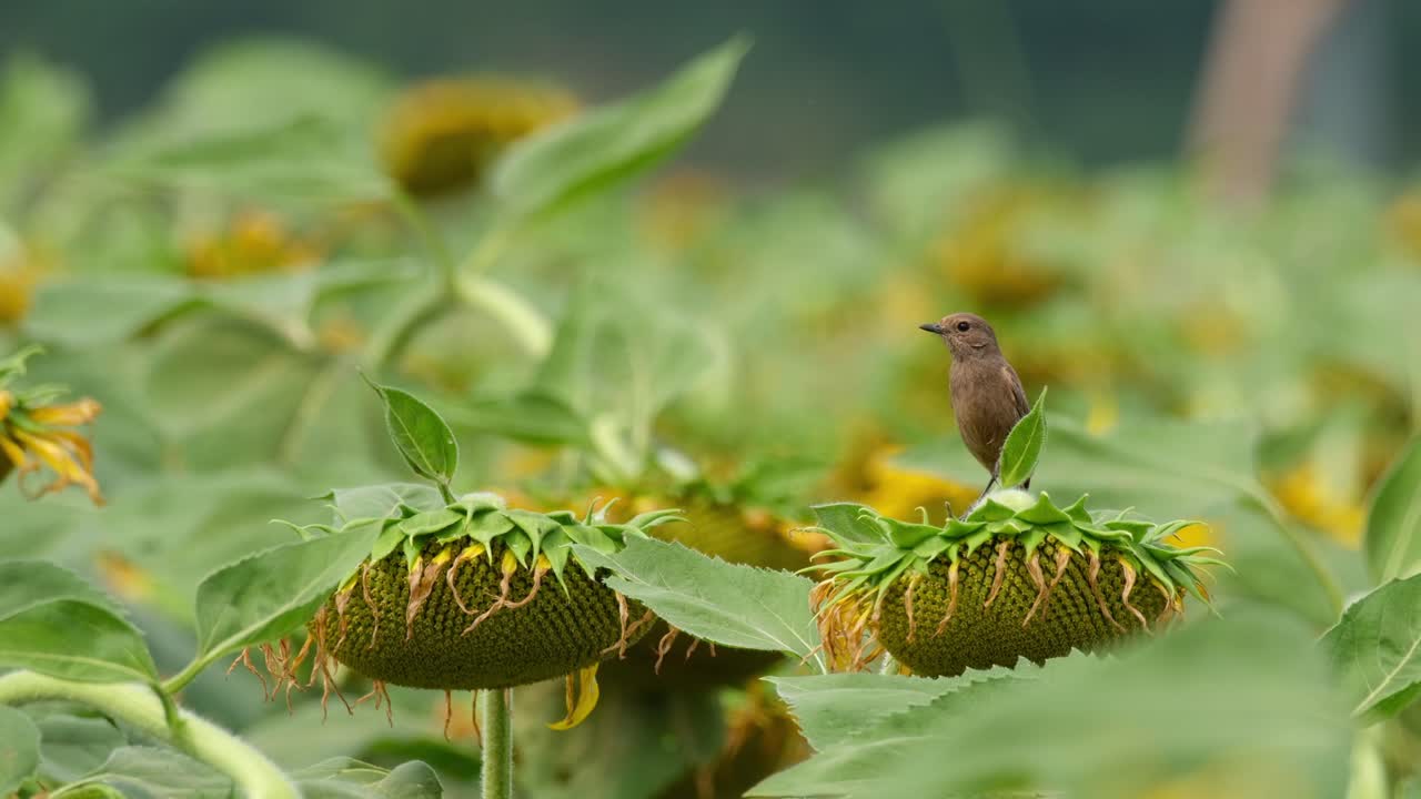 облицая эту птицу на подсолнечнике, глядя налево, pied bushchat saxicola caprata, таиланд