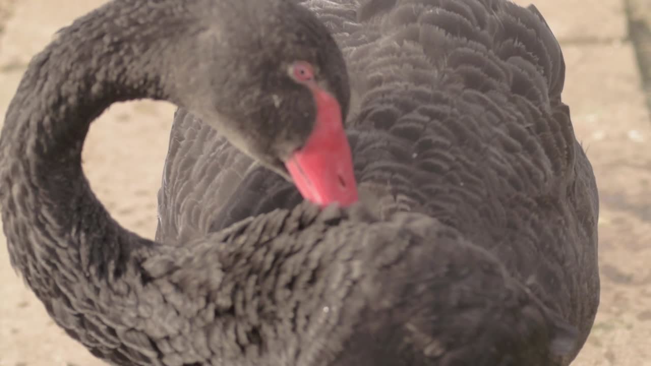 Cygne noir faisant sa toilette