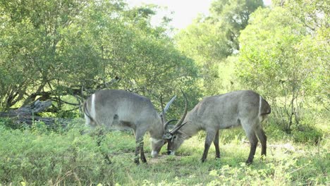 two waterbuck males clashing horns before the loser runs away, kruger national park.