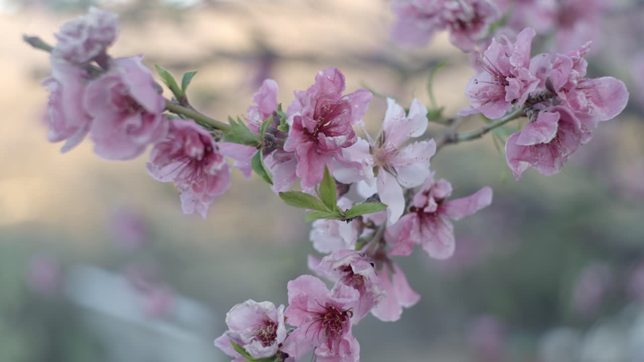 vista de cerca de la flor del árbol de nectarina con fondo borroso, tiempo de primavera