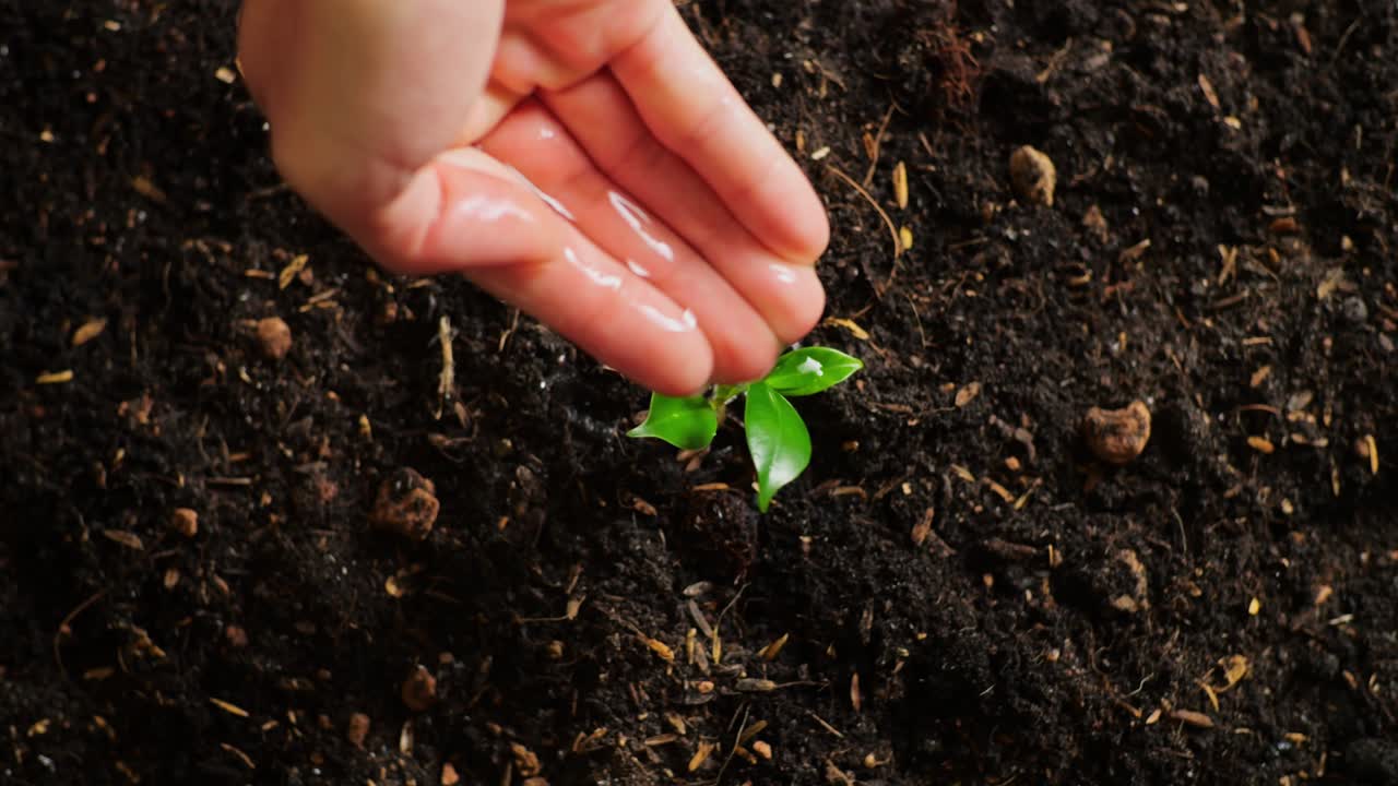 Watering a young seedling