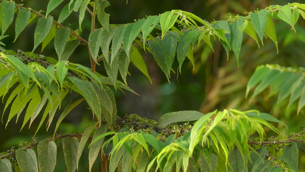 pequeño pájaro amarillo volando de una rama de árbol llena de hojas verdes, tiro estático