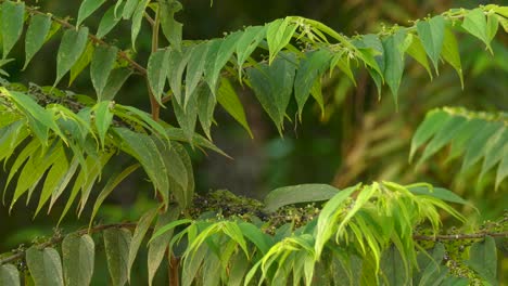 Kleiner-Gelber-Vogel,-Der-Von-Einem-Baumzweig-Voller-Grüner-Blätter-Fliegt,-Statische-Aufnahme