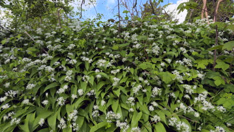 un banco de ajo silvestre que crece en el campo de warwickshire, inglaterra con delicadas flores blancas y hojas verdes exuberantes