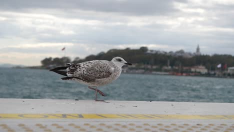 gaviota de pie en una pared de hormigón