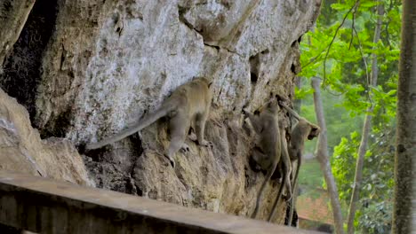 wild monkey in khao chakan - monkey mountain, sakaeo, thailand