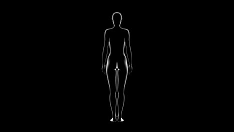 mujer, cuerpo humano femenino modelo 3d, bucle sin costuras