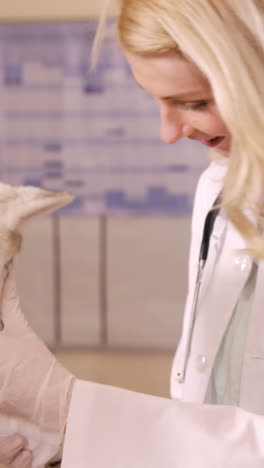 dierenarts onderzoekt een hond