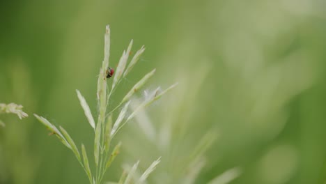 escarabajo rojo, insectos y insectos de colorado, animales salvajes del condado de boulder, temporada de verano