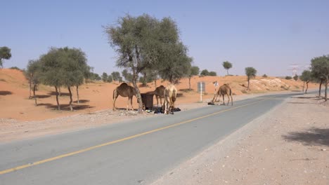 camels eating garbage on the side of a middle east desert road; road danger and environmental concepts