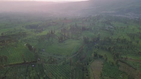 toma aérea lenta hacia adelante sobre la plantación de tabaco más grande de indonesia ubicada en temanggung, java central, indonesia