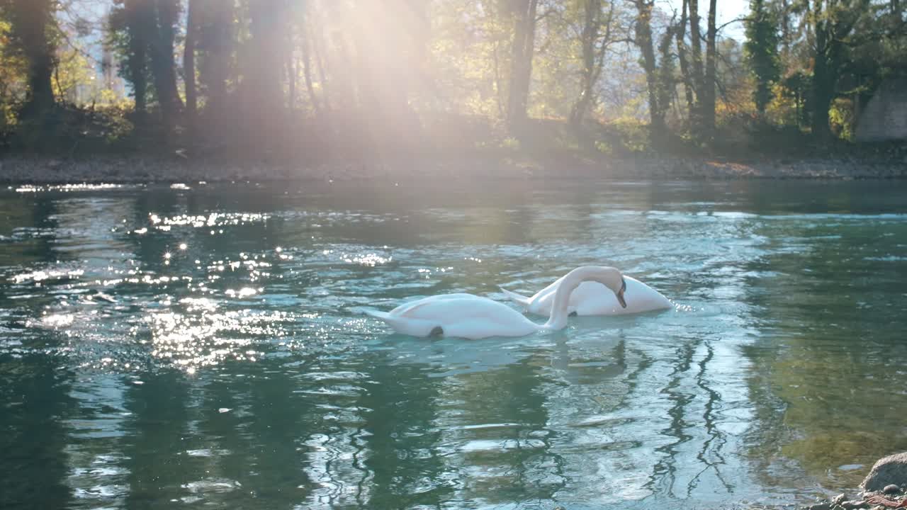 dos cisnes se deslizan pacíficamente en un lago bajo la luz del sol, rodeados de árboles suizos de otoño