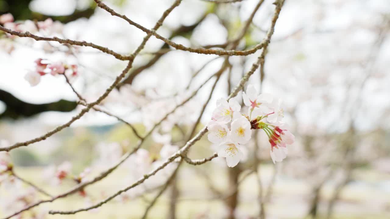 차가운 바람에 흔들리는 체리 꽃잎의 이미지