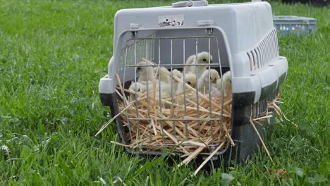 domesticated farm animals - white silkie chicken chicks - in metal cage