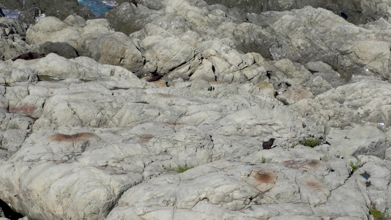 Two seal pups climb along rocks at Ohau Point Lookout in Kaikoura, New Zealand. The playful pups navigate the rocky coastline as waves crash around them
