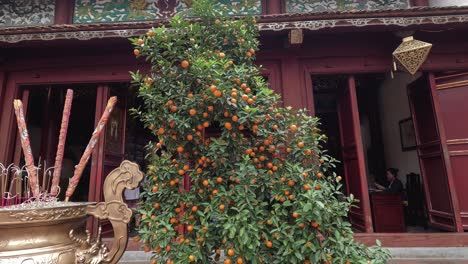 temple courtyard with incense and orange tree