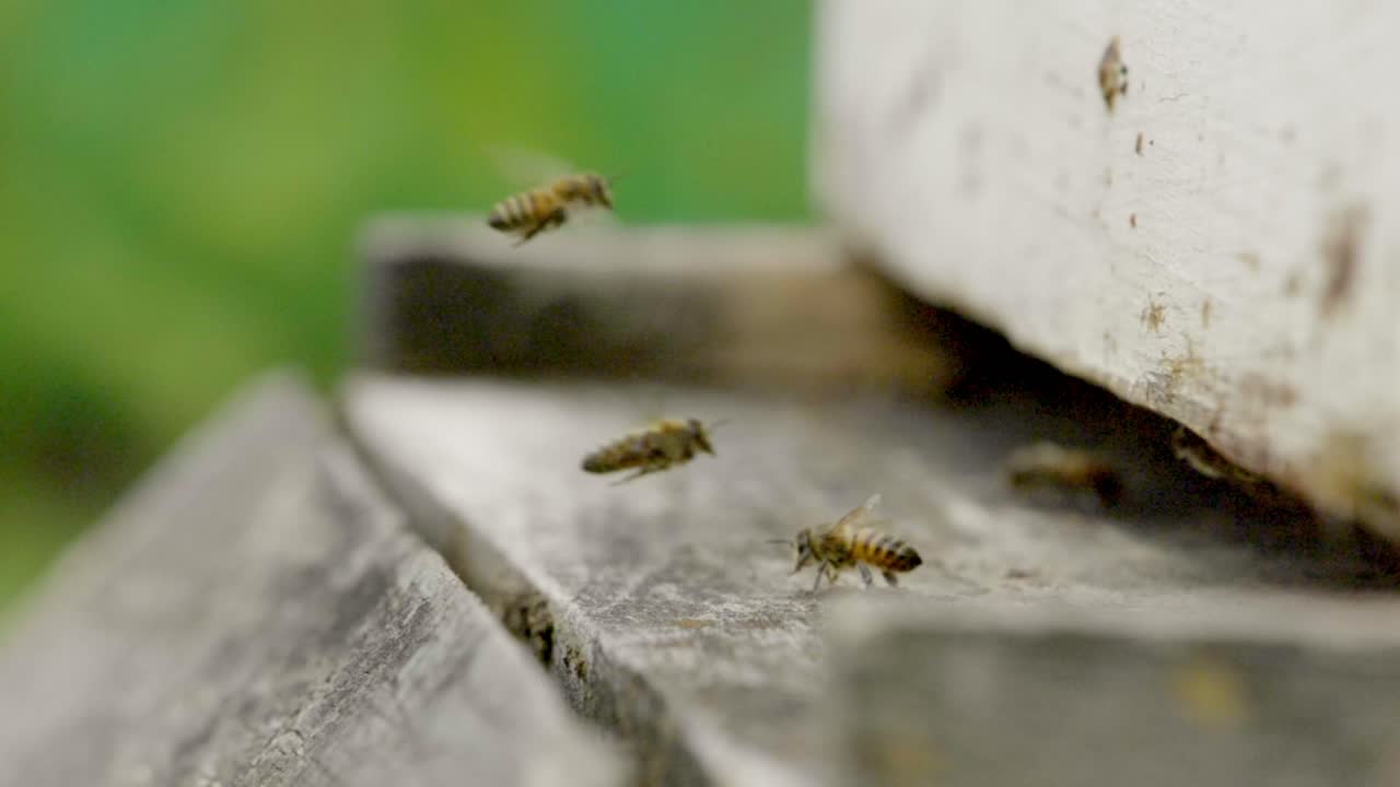 Close up macro shot, slow motion of bees flying into a white beehive