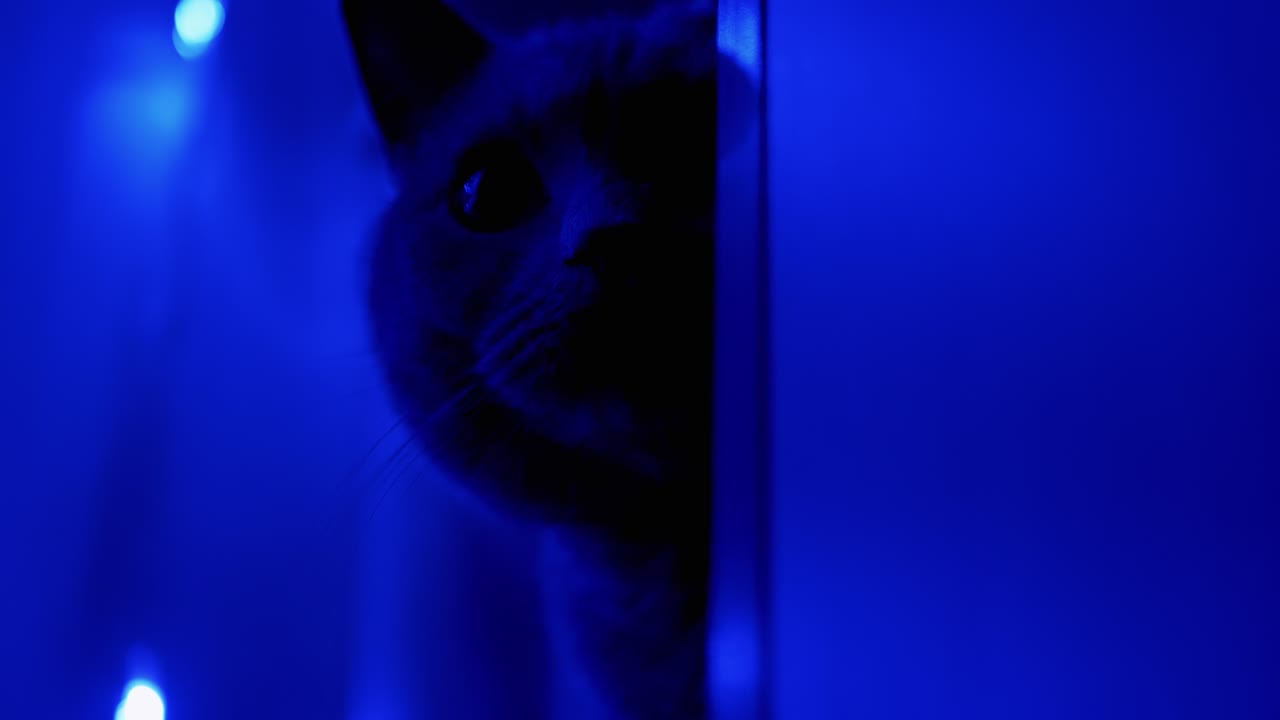 голова британской кошки на фоне мерцающих рождественских гирландов. крупный план. 4к