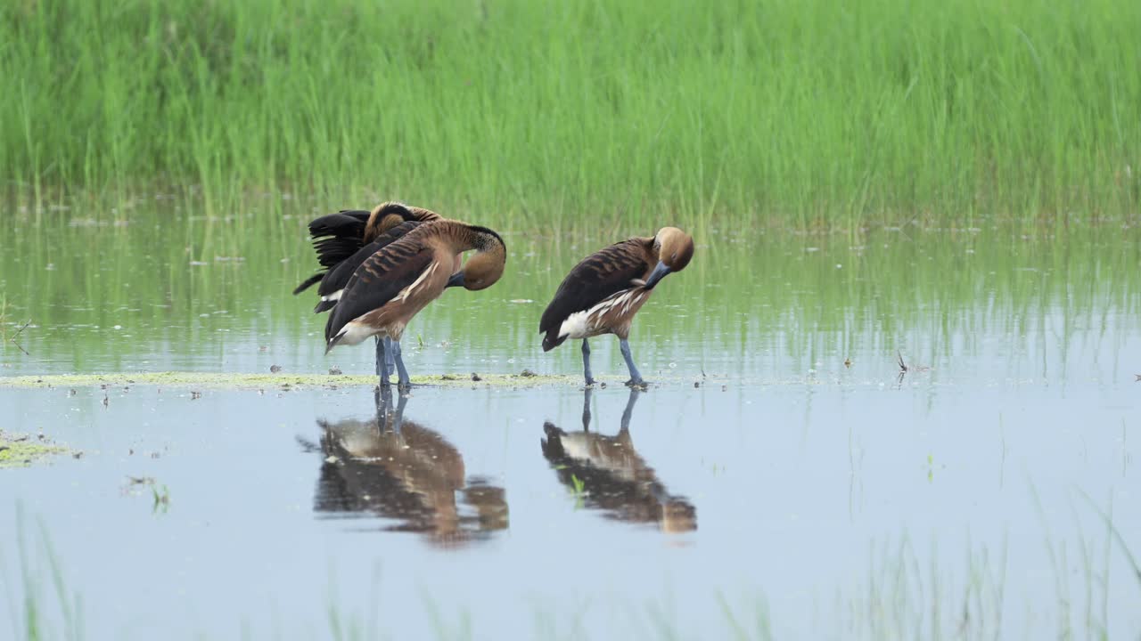 African Birds and Ducks on Africa Lake in Serengeti National Park, Birdlife in Tanzania, Bird in Africa on African Wildlife and Nature Safari, Fulvous Whistling Duck on Water in a Lake in Wetlands