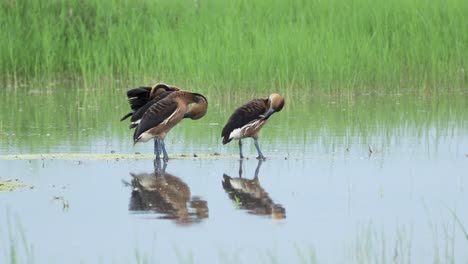 african birds and ducks on africa lake in serengeti national park, birdlife in tanzania, bird in africa on african wildlife and nature safari, fulvous whistling duck on water in a lake in wetlands