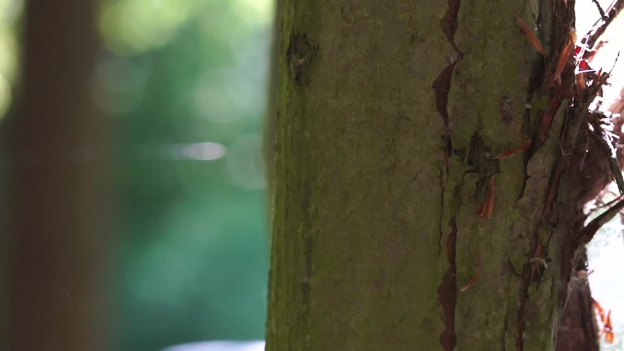 파괴된 나무 조각