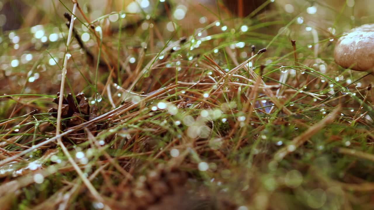 비가 오는  ⁇ 은 숲에서 버섯 볼레투스.