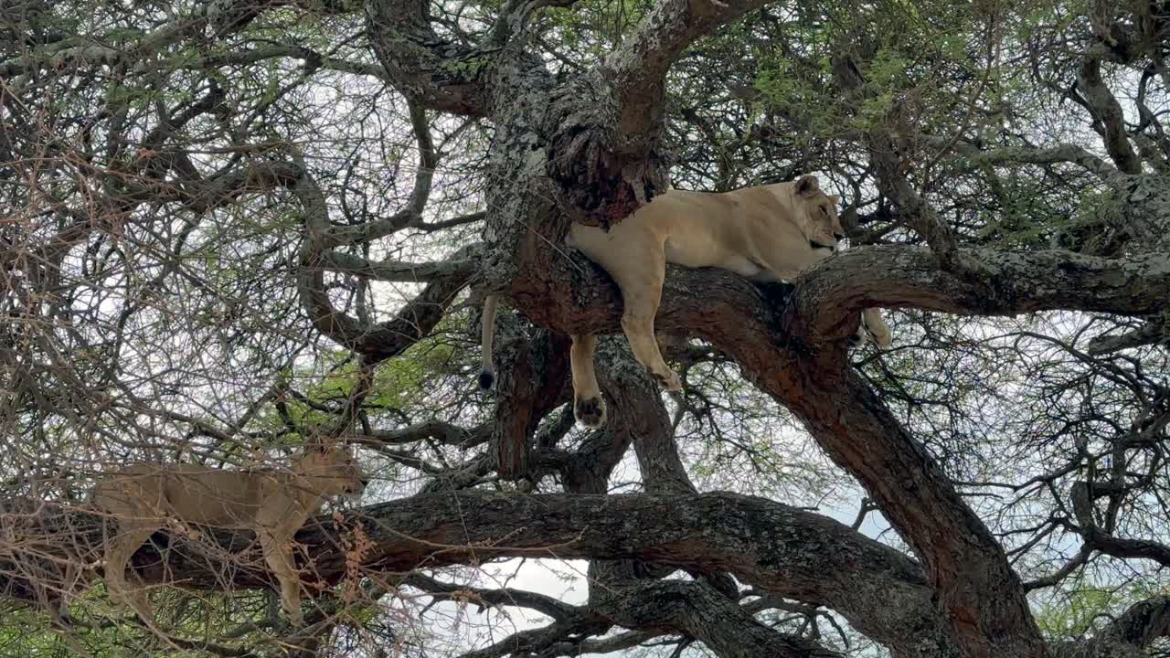 Due leoni che riposano su un albero con tempo nuvoloso nel Parco Nazionale del Tarangire, Tanzania