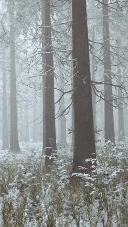 bosque de invierno con niebla