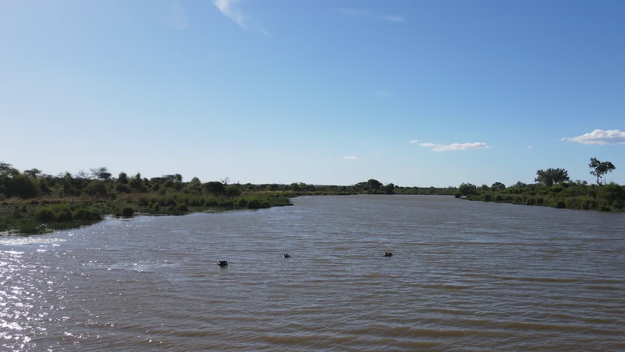 aerial shot of river with 3 hippos