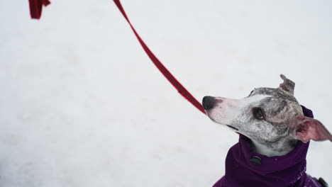 Dog looking up at owner with red leash stretched tight during snowy winter day, wearing purple coat, focused expression, close-up of dog s face showing alertness and connection in cold outdoor setting