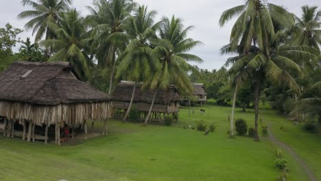 aerial view moving forward shot, green grassland, scenic view, huts and palm trees in kanganaman village, sepik region, papua new guinea