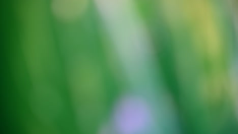blurred green background with soft light gradients