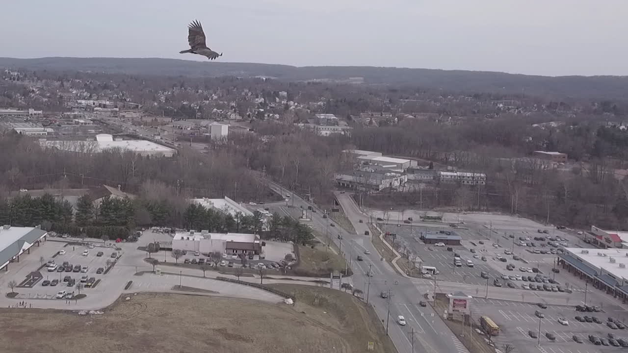 halcón volando en el cielo toma aérea