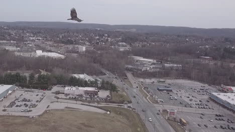 hawk flying in the sky aerial shot