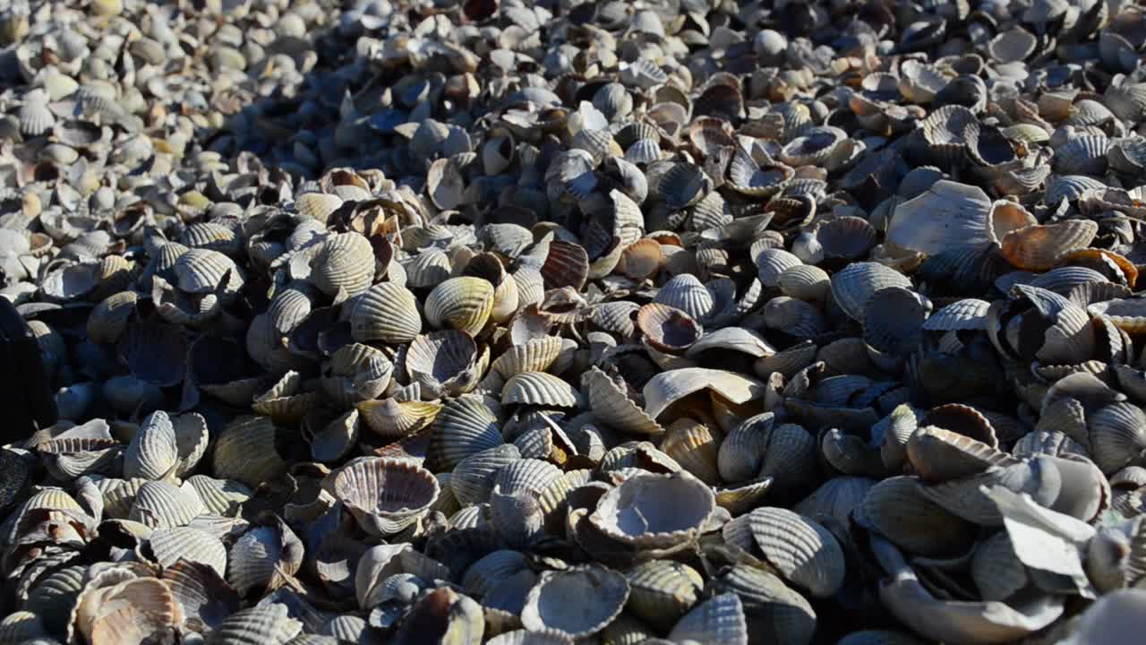 Scatto su una spiaggia. Conchiglie marine.