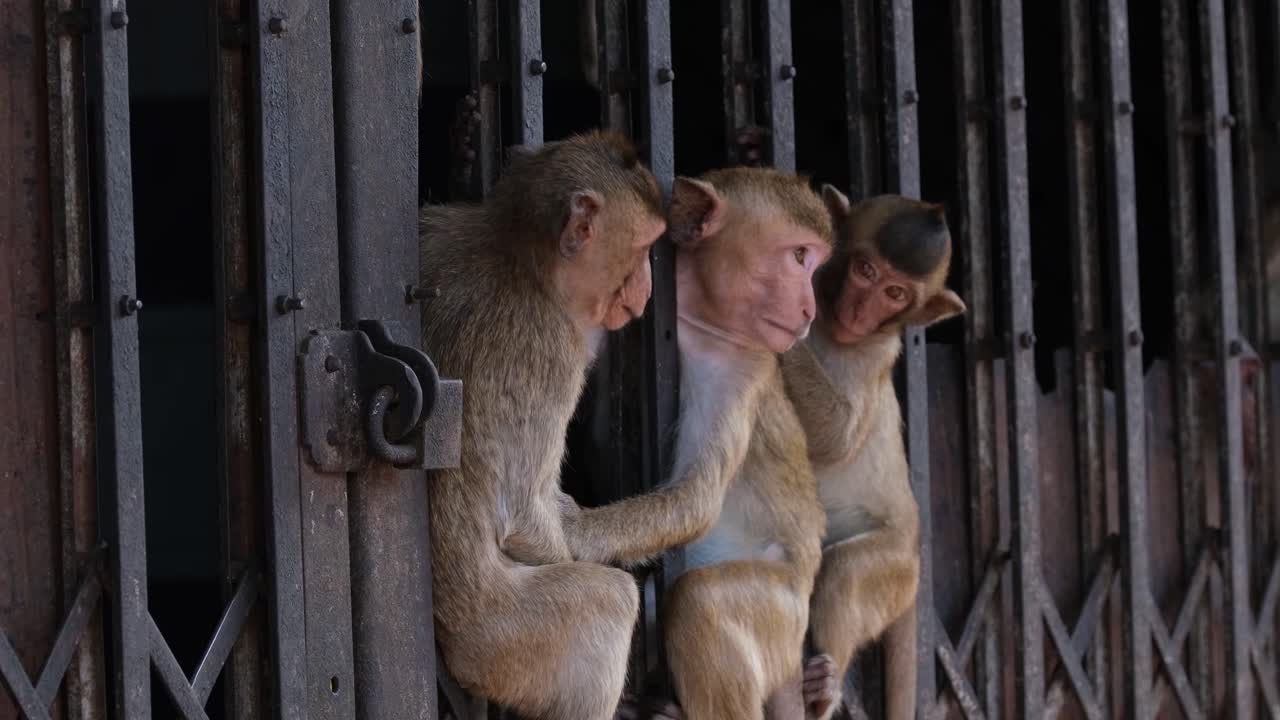 Langhalemakak, Macaca fascicularis, Lop Buri, Thailand.